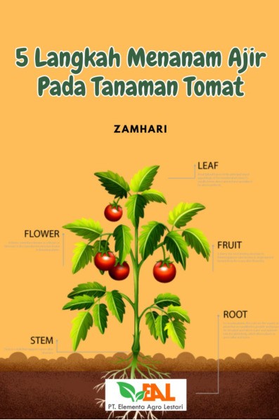 5 Langkah Menanam Ajir pada Tanaman Tomat